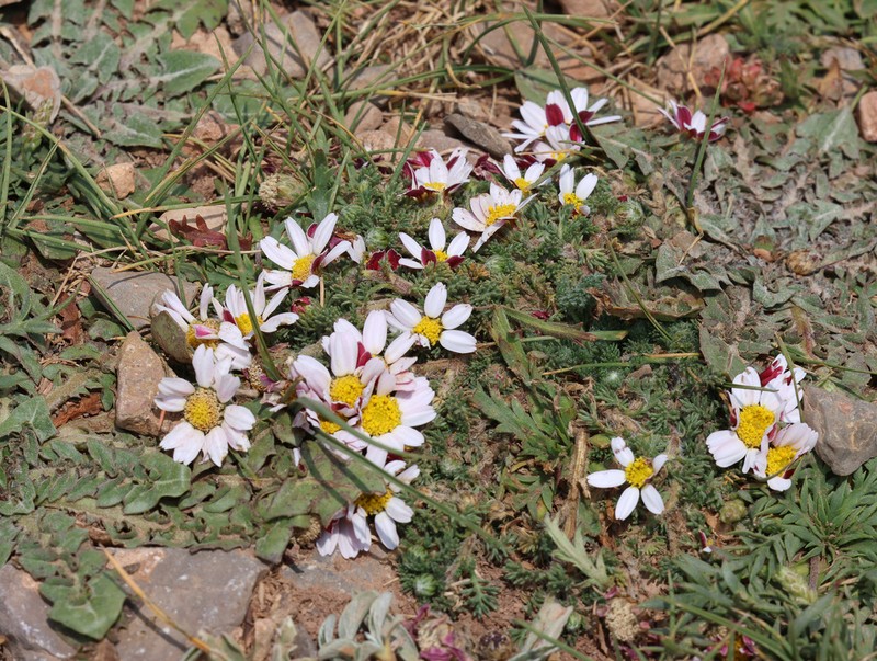 Anacyclus pyrethrum photo 6