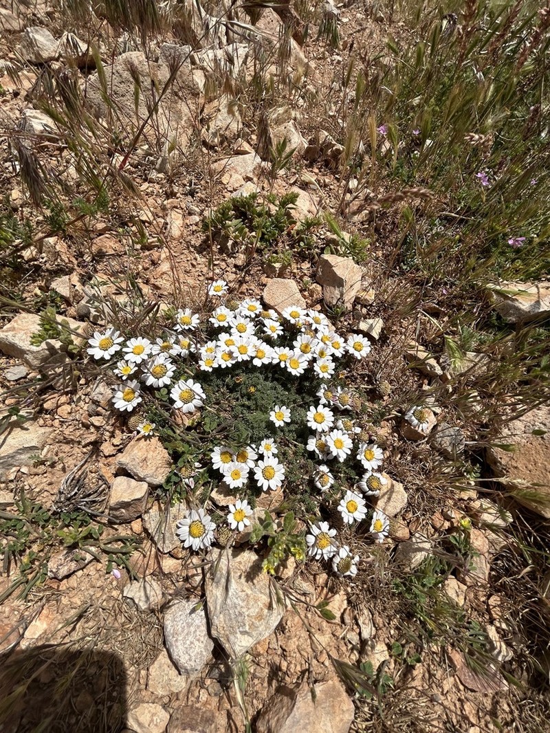 Anacyclus pyrethrum photo 7