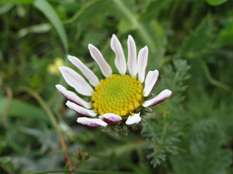 Anacyclus pyrethrum photo 8