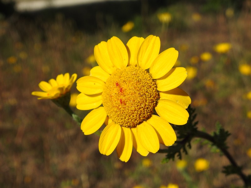 Anacyclus radiatus