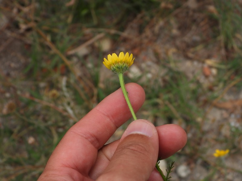 Anacyclus radiatus photo 2