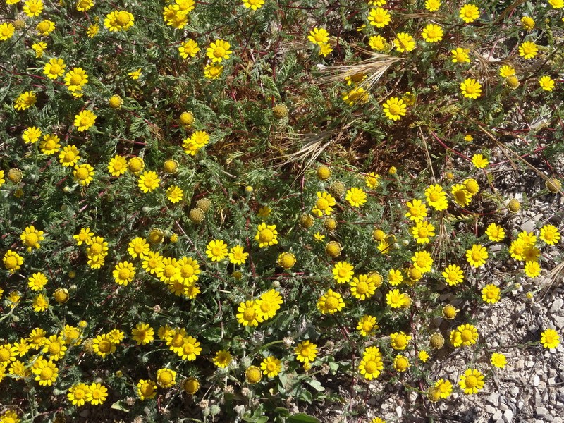 Anacyclus radiatus photo 3