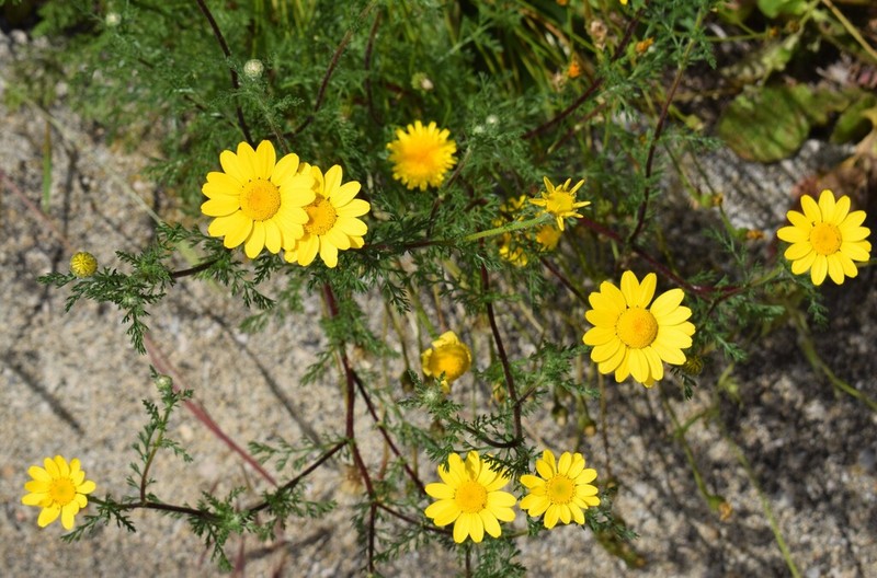 Anacyclus radiatus photo 4