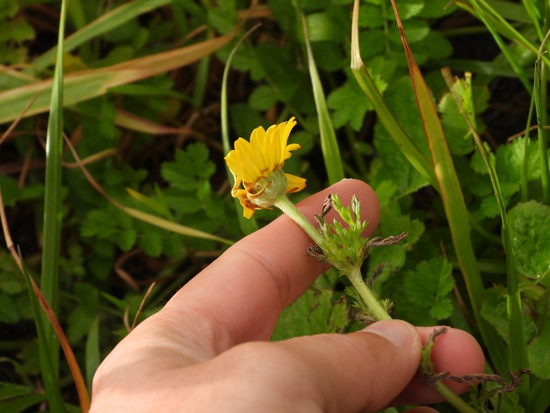 Anacyclus radiatus photo 5