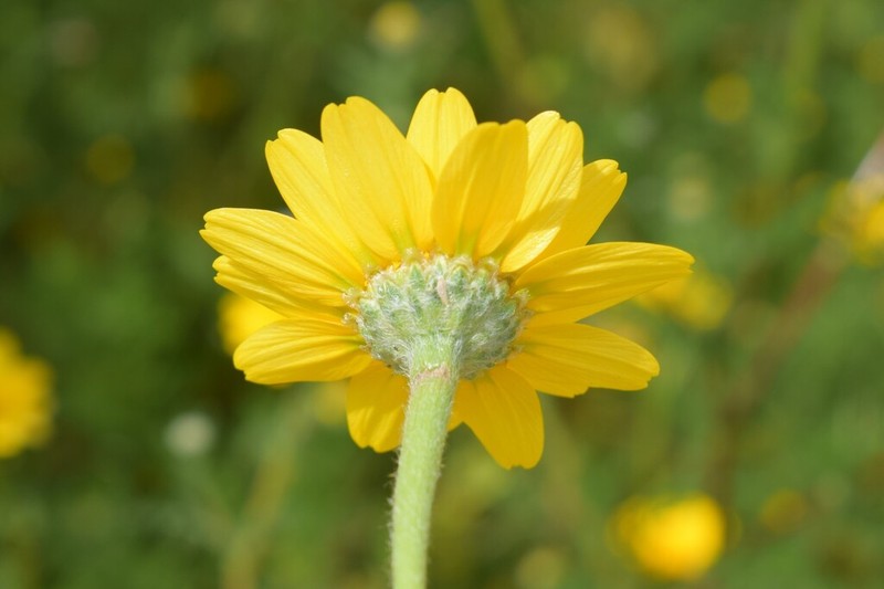 Anacyclus radiatus photo 6