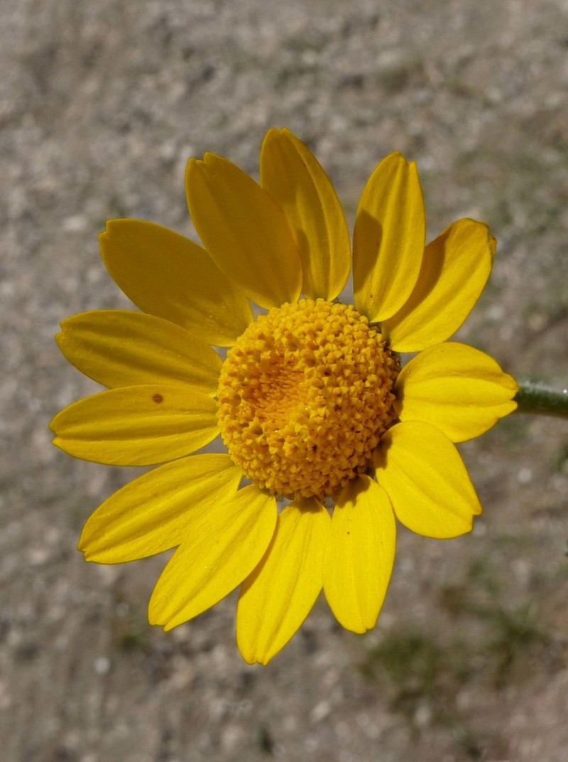 Anacyclus radiatus photo 7