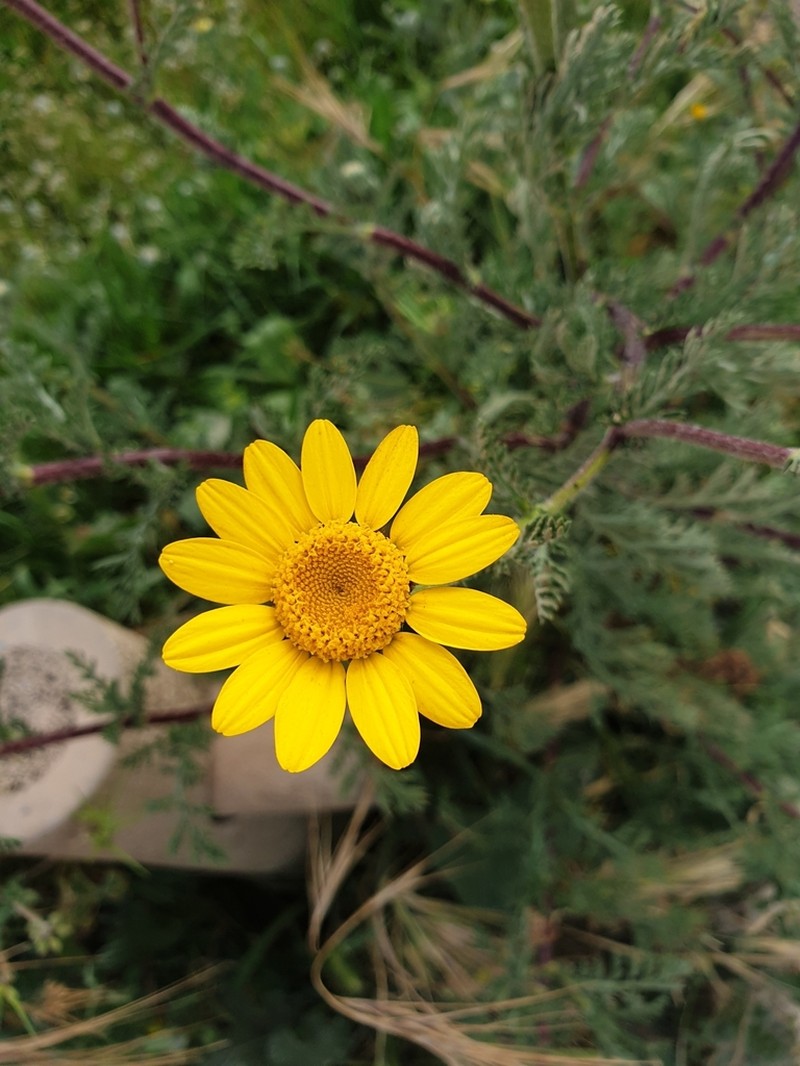 Anacyclus radiatus photo 8