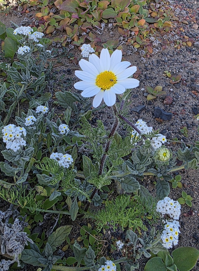 Anacyclus radiatus subsp. coronatus