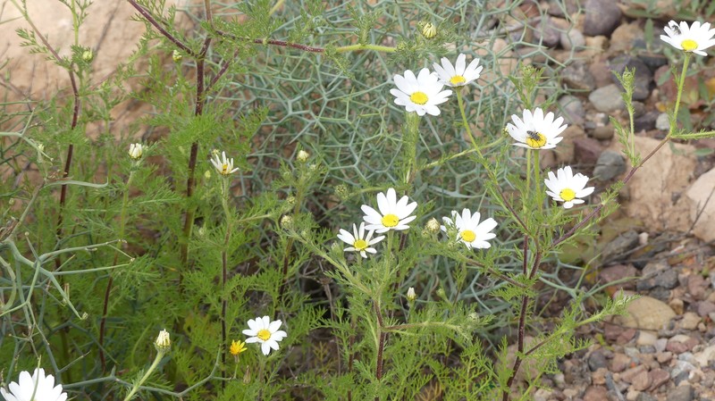 Anacyclus radiatus subsp. coronatus photo 3