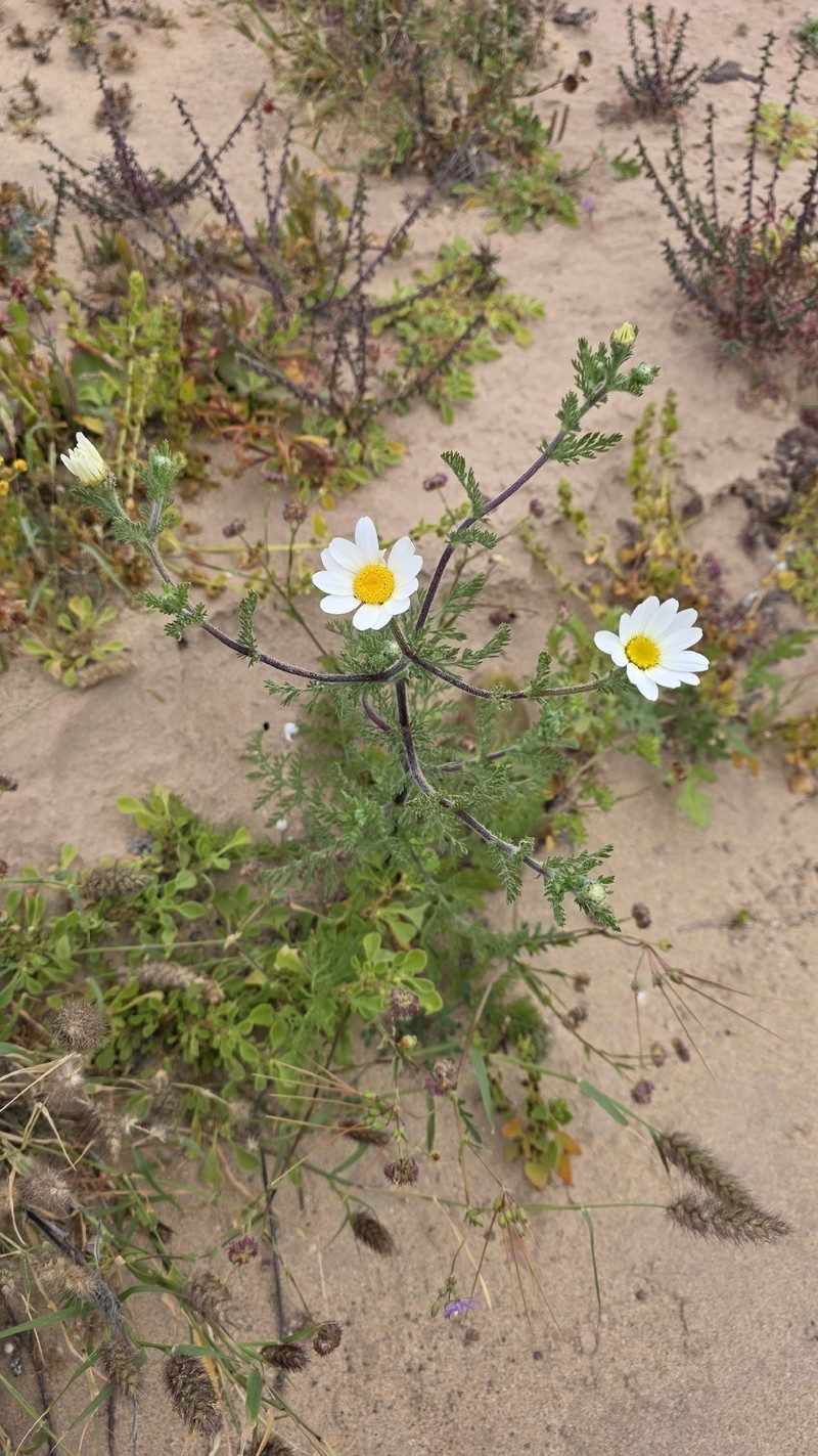 Anacyclus radiatus subsp. coronatus photo 4