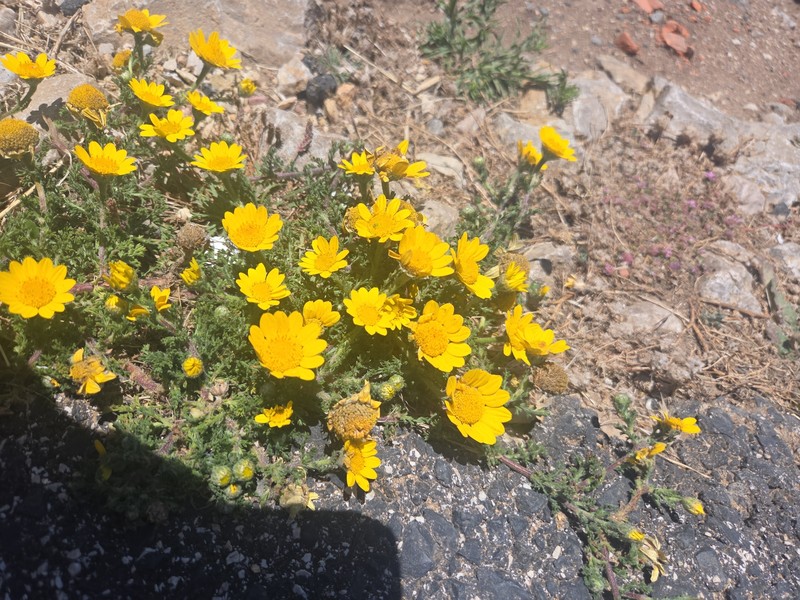 Anacyclus radiatus subsp. radiatus