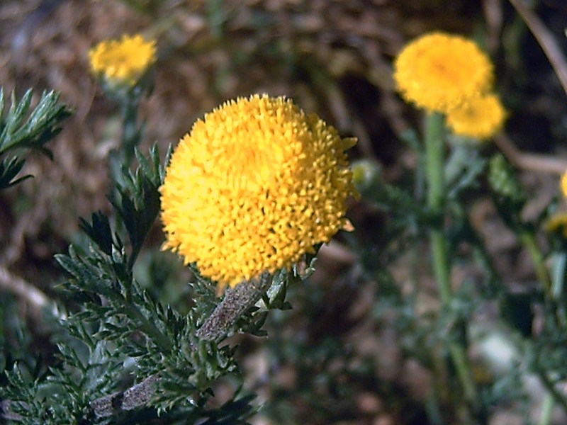 Anacyclus valentinus