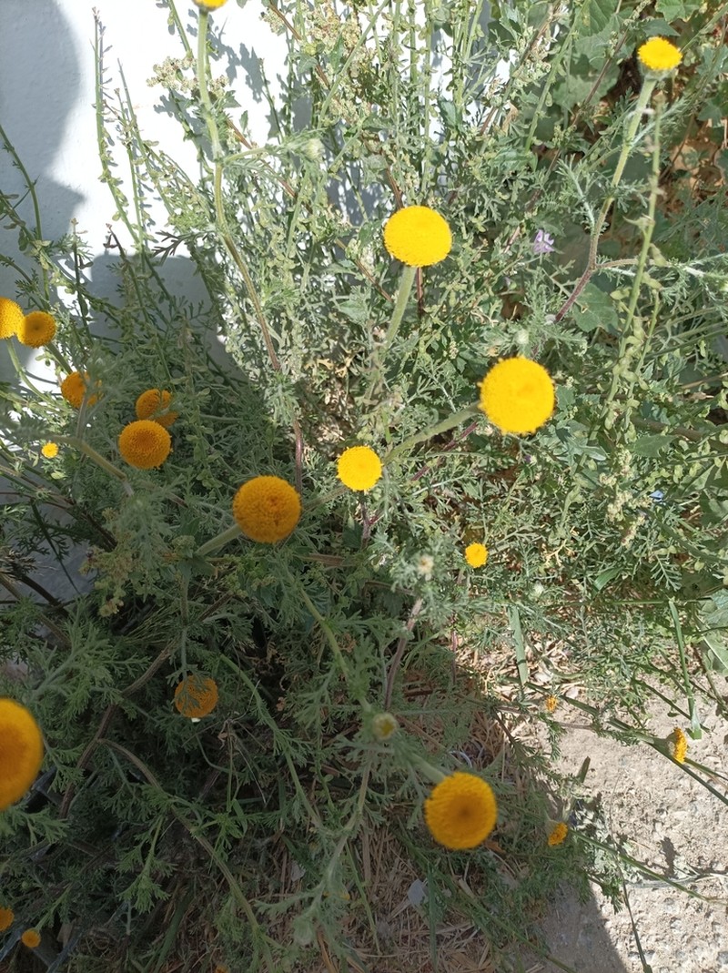 Anacyclus valentinus photo 2