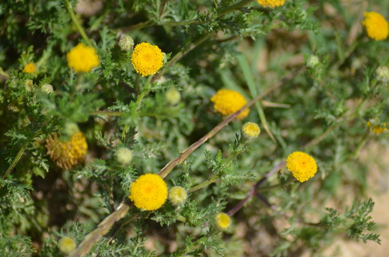 Anacyclus valentinus photo 3
