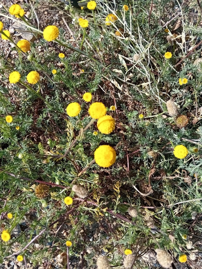 Anacyclus valentinus photo 5