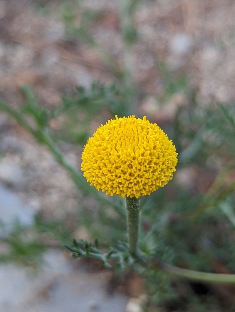 Anacyclus valentinus photo 6