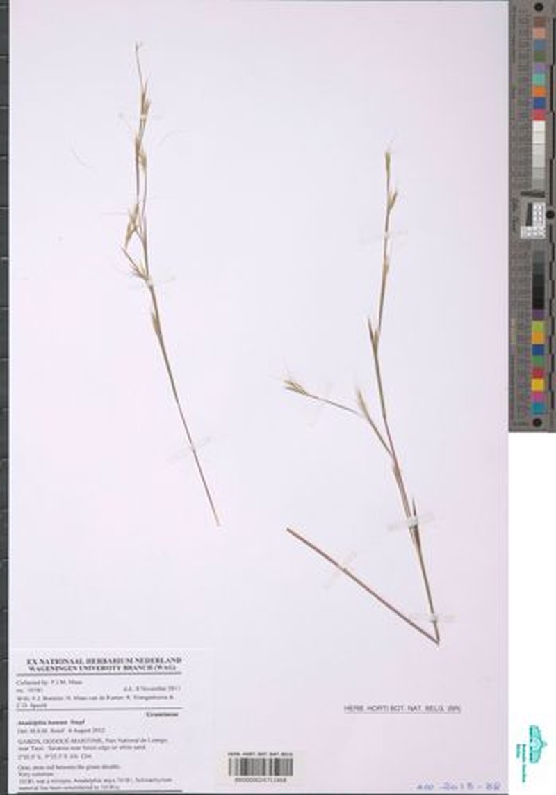 Anadelphia hamata