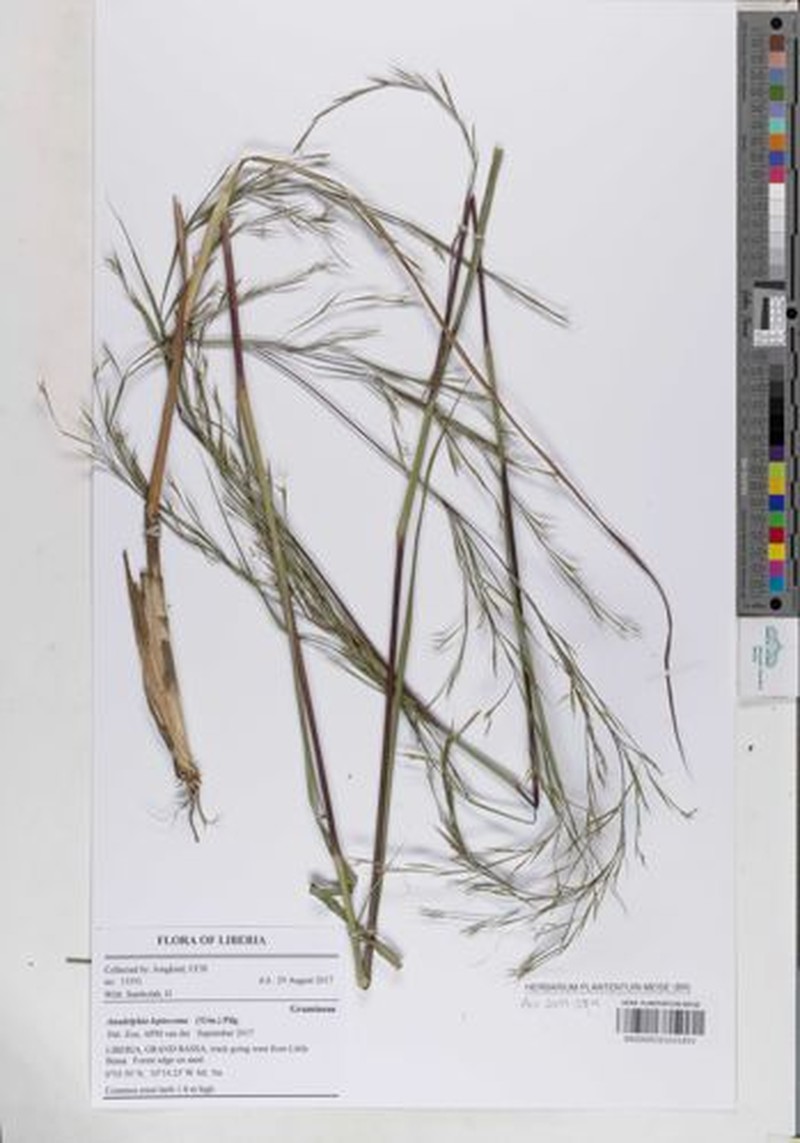 Anadelphia leptocoma