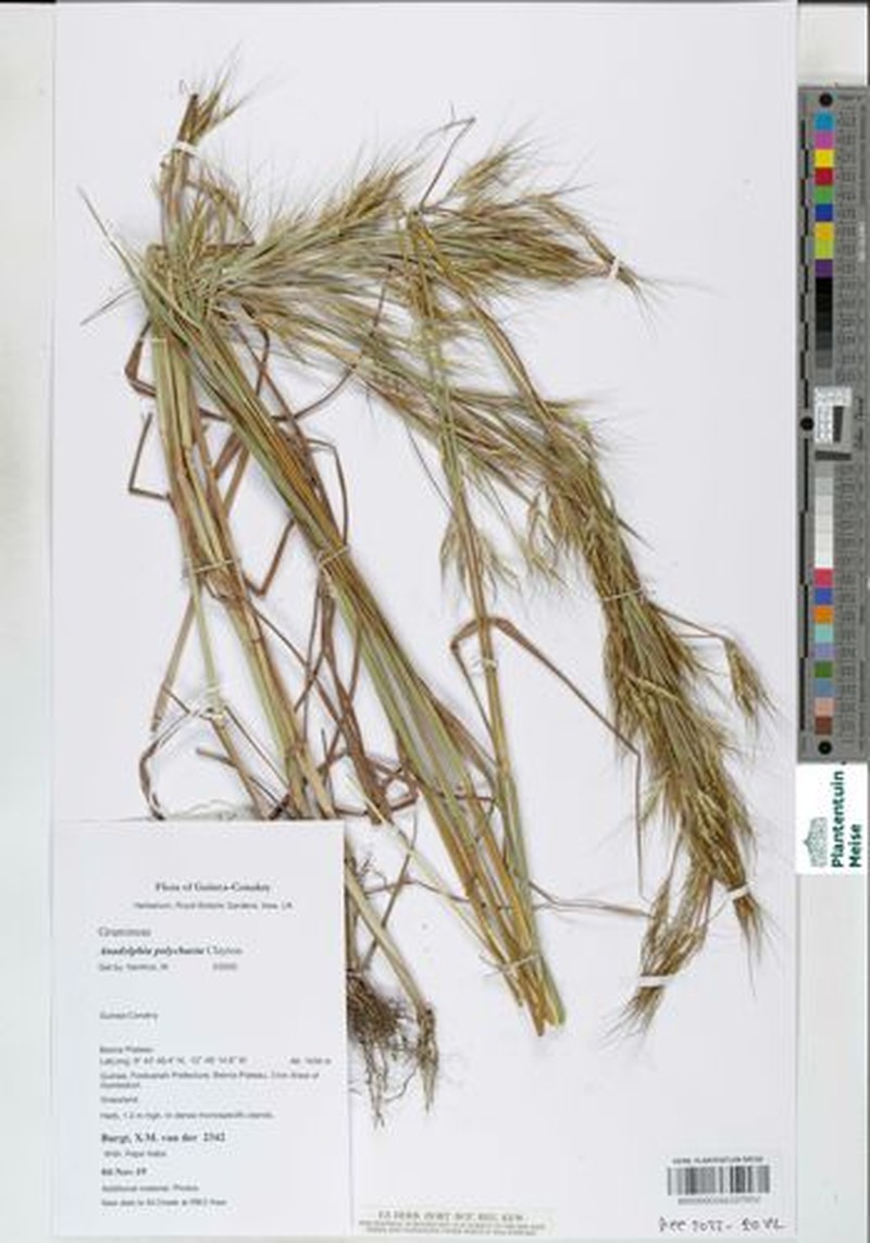 Anadelphia polychaeta