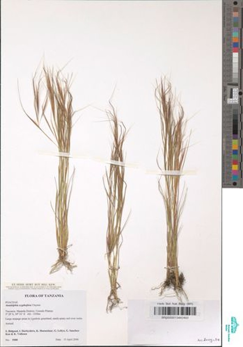 Anadelphia scyphofera