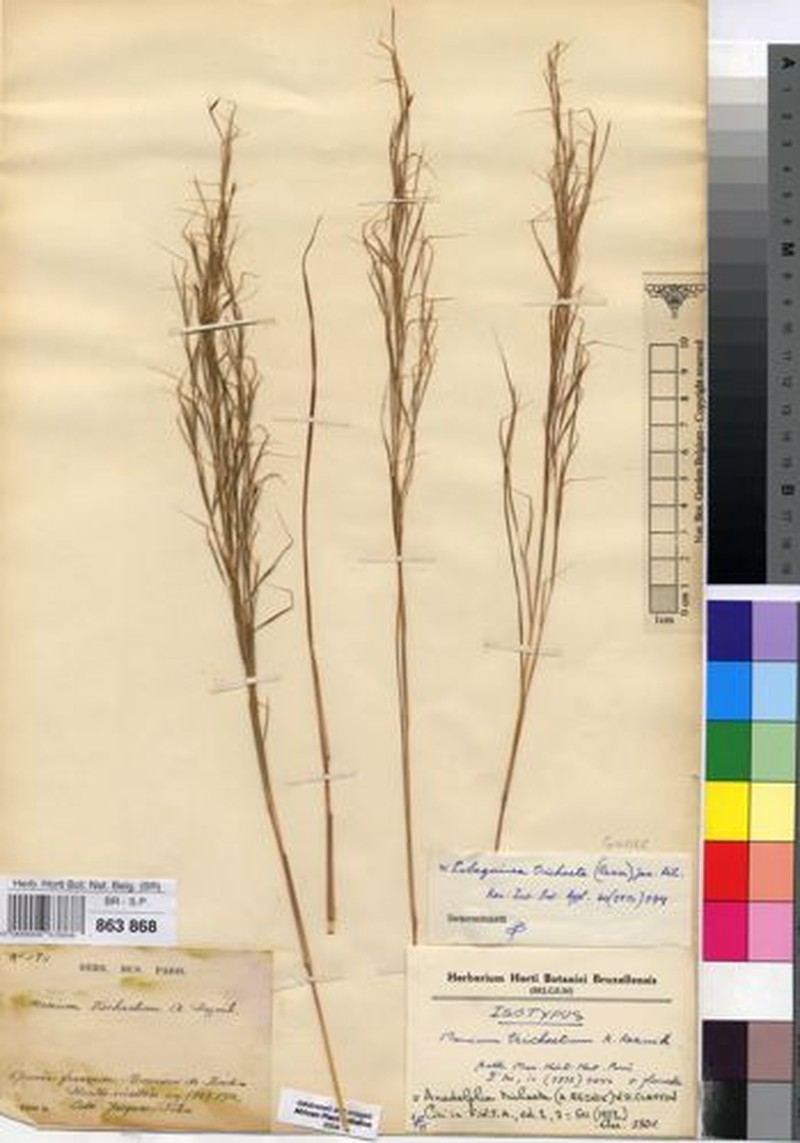 Anadelphia trichaeta