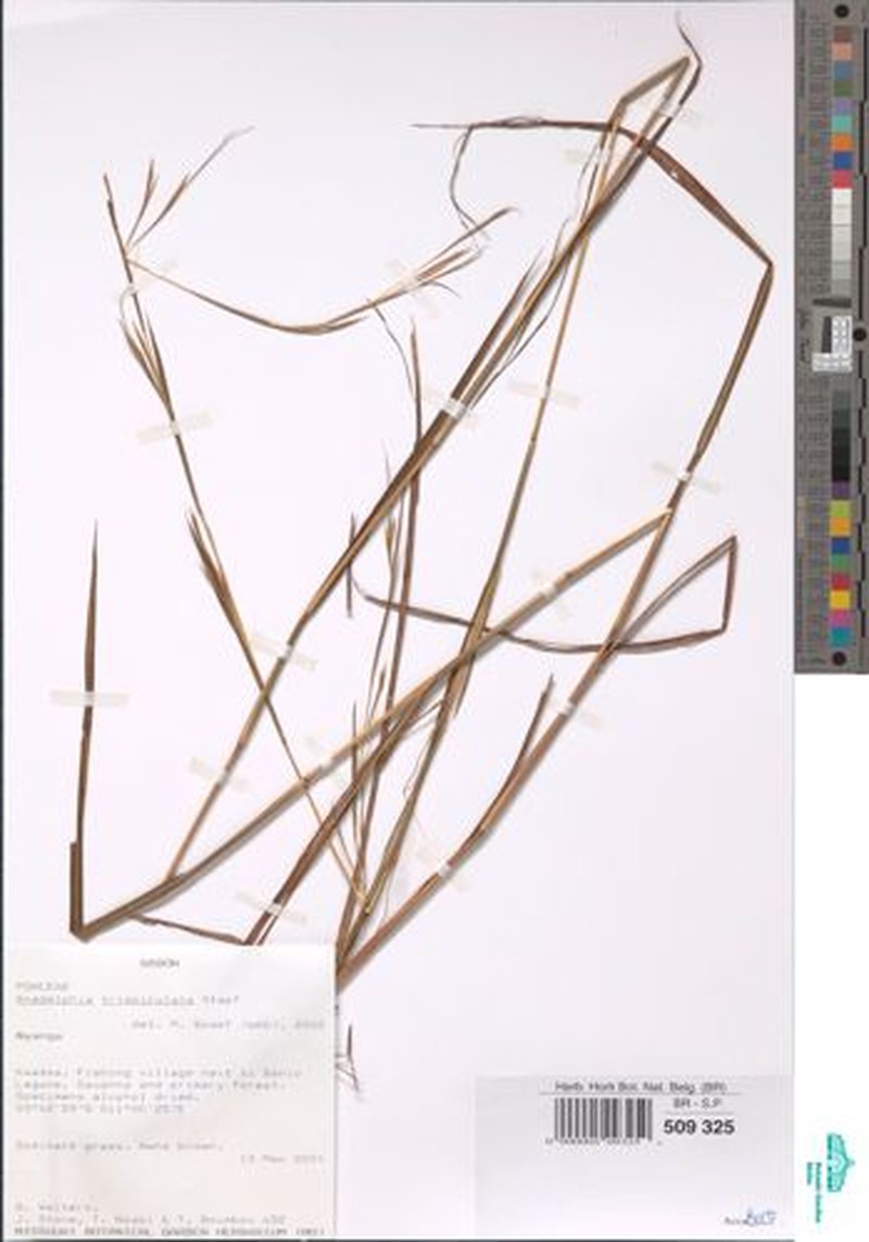 Anadelphia trispiculata