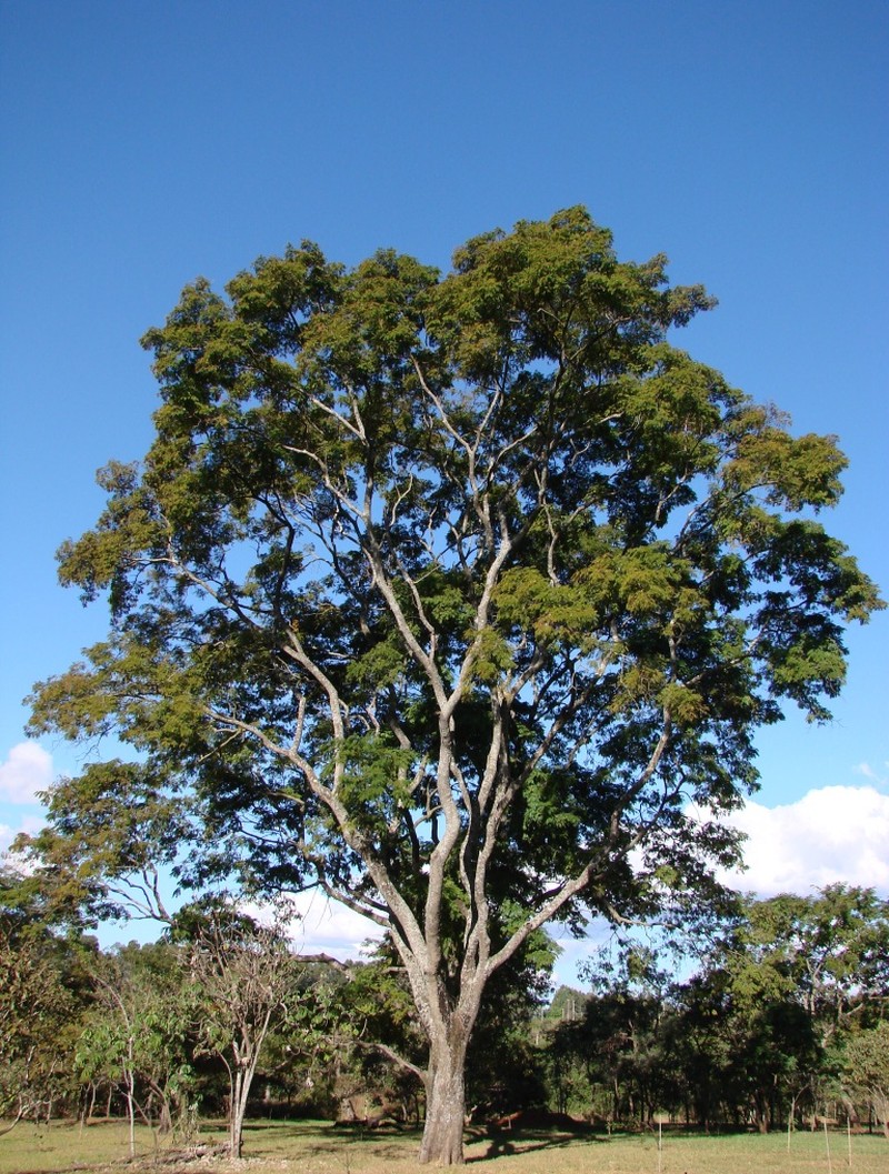 Anadenanthera colubrina