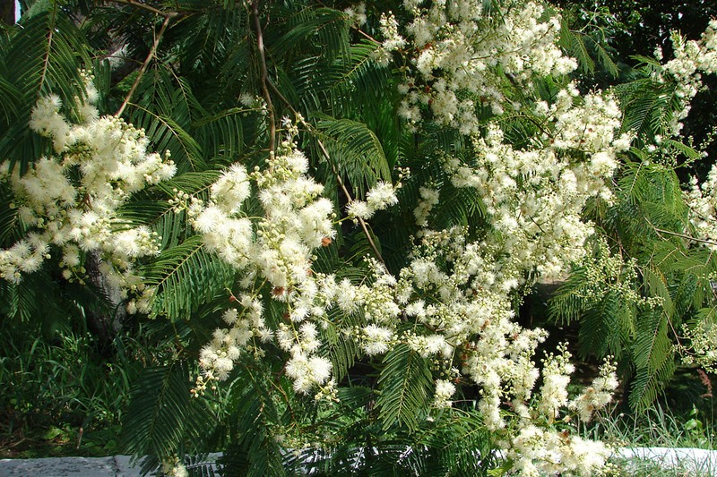 Anadenanthera colubrina photo 2
