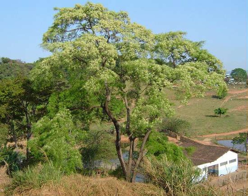 Anadenanthera colubrina photo 3