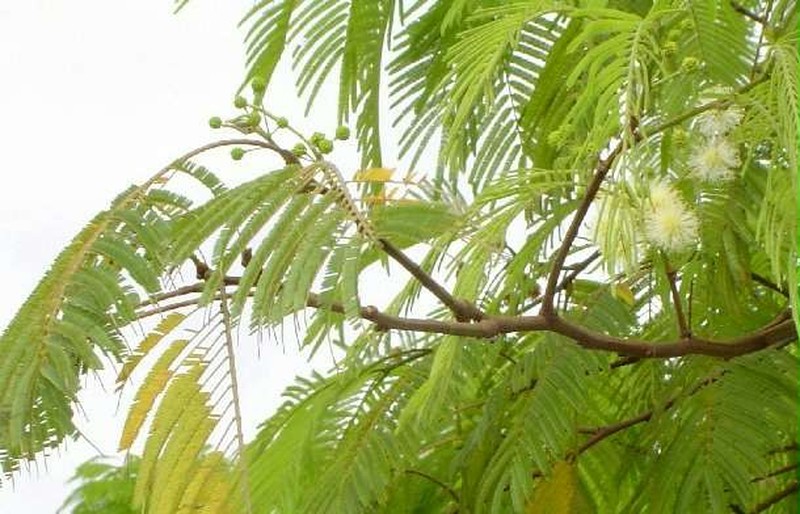 Anadenanthera colubrina photo 4