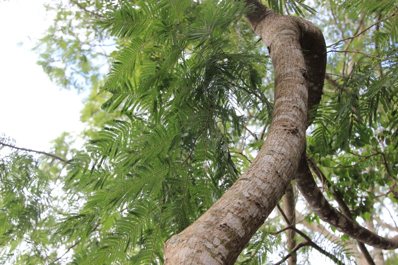 Anadenanthera colubrina photo 5