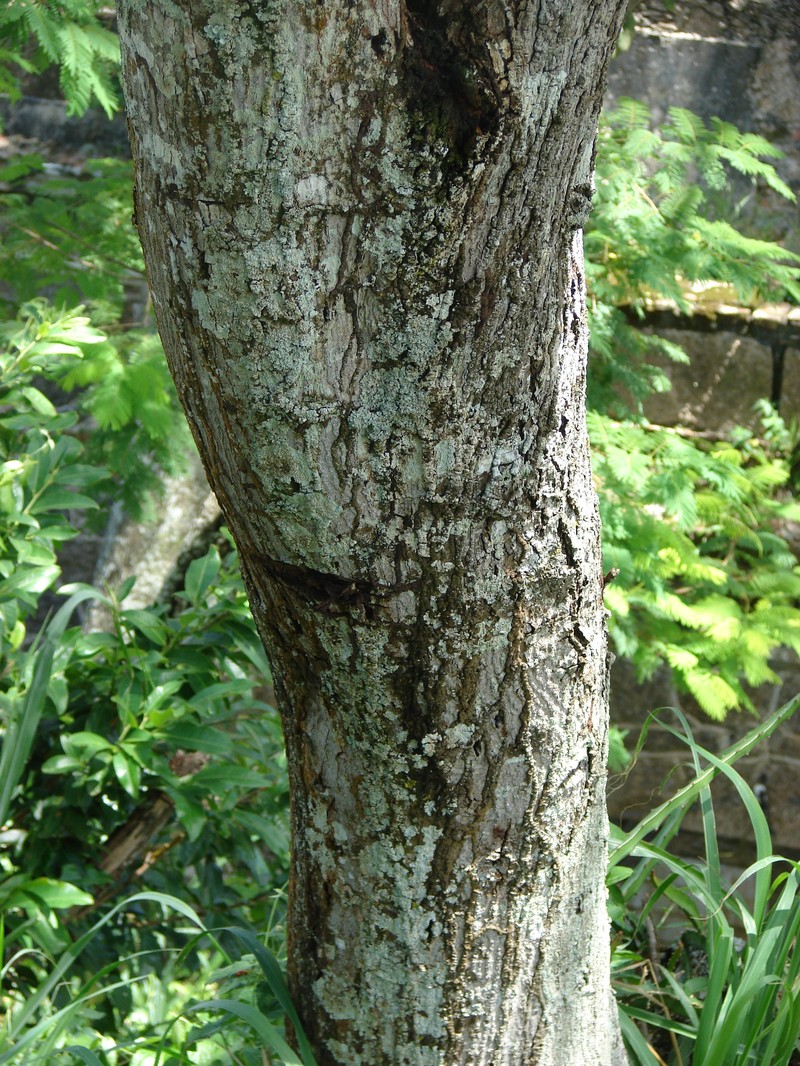 Anadenanthera colubrina photo 6