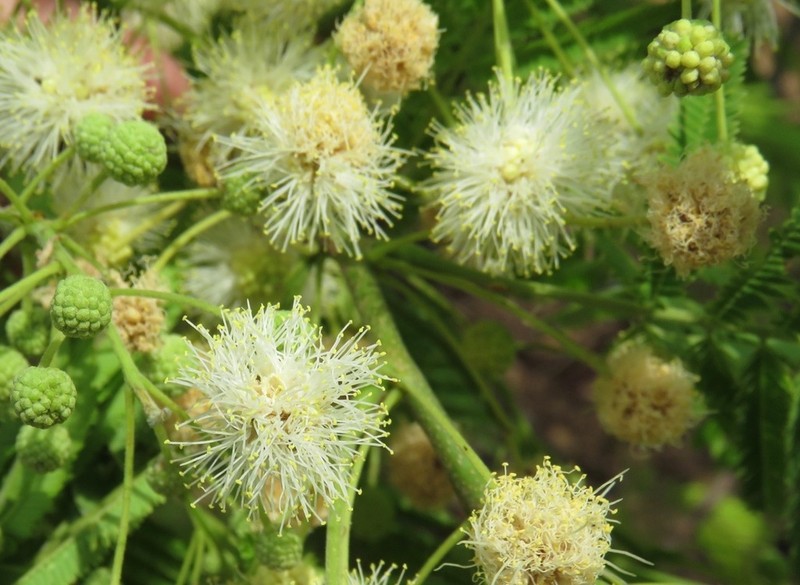 Anadenanthera colubrina photo 7