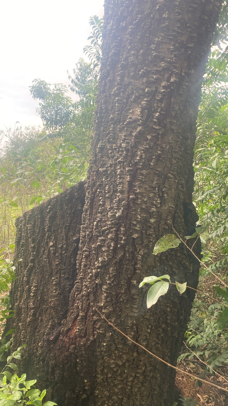 Anadenanthera colubrina photo 8