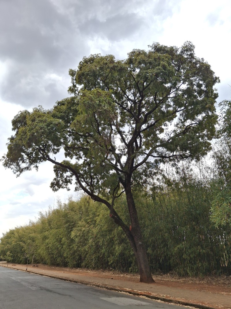 Anadenanthera falcata