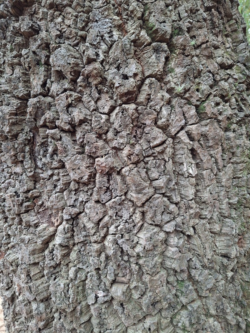 Anadenanthera falcata photo 2