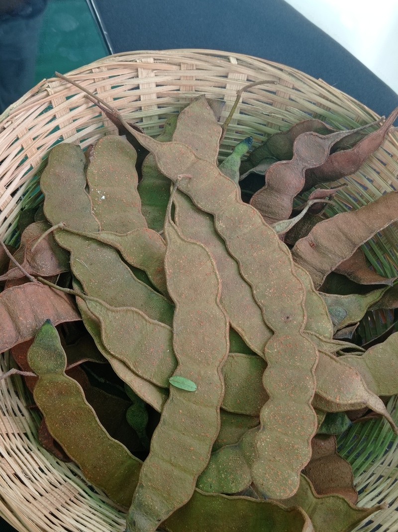 Anadenanthera falcata photo 3