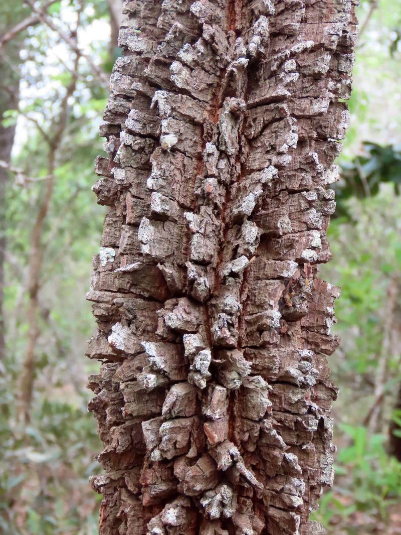 Anadenanthera falcata photo 4