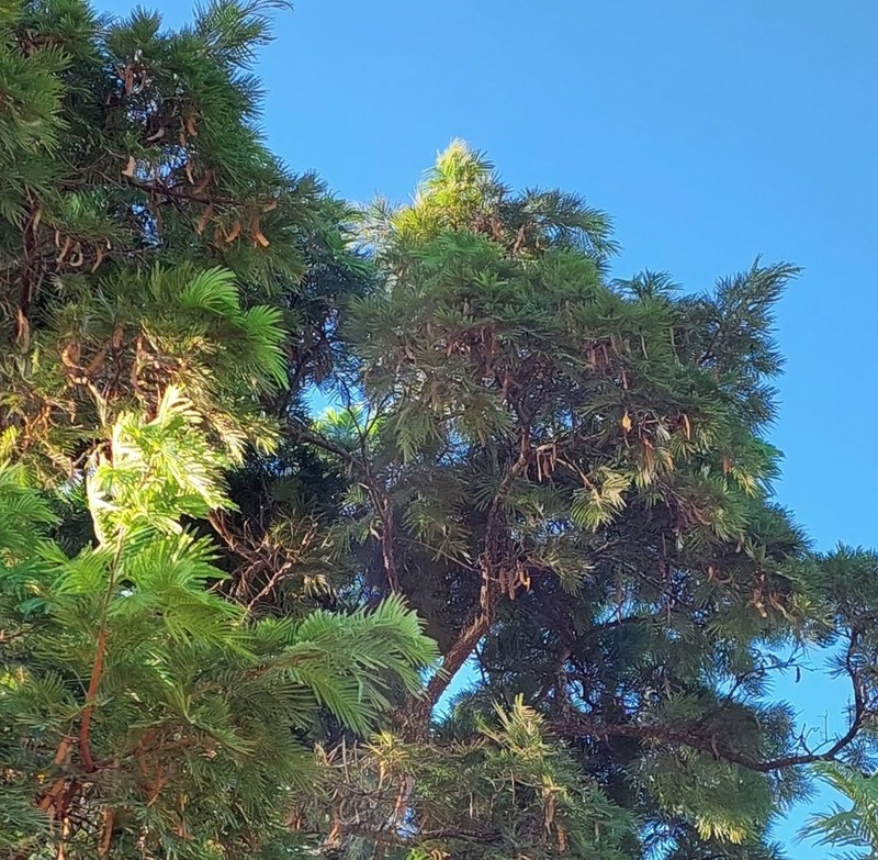 Anadenanthera falcata photo 6