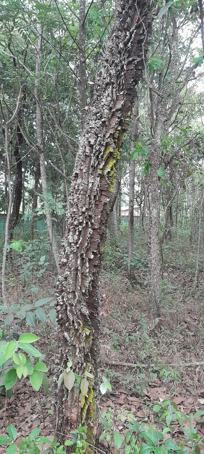 Anadenanthera falcata photo 7