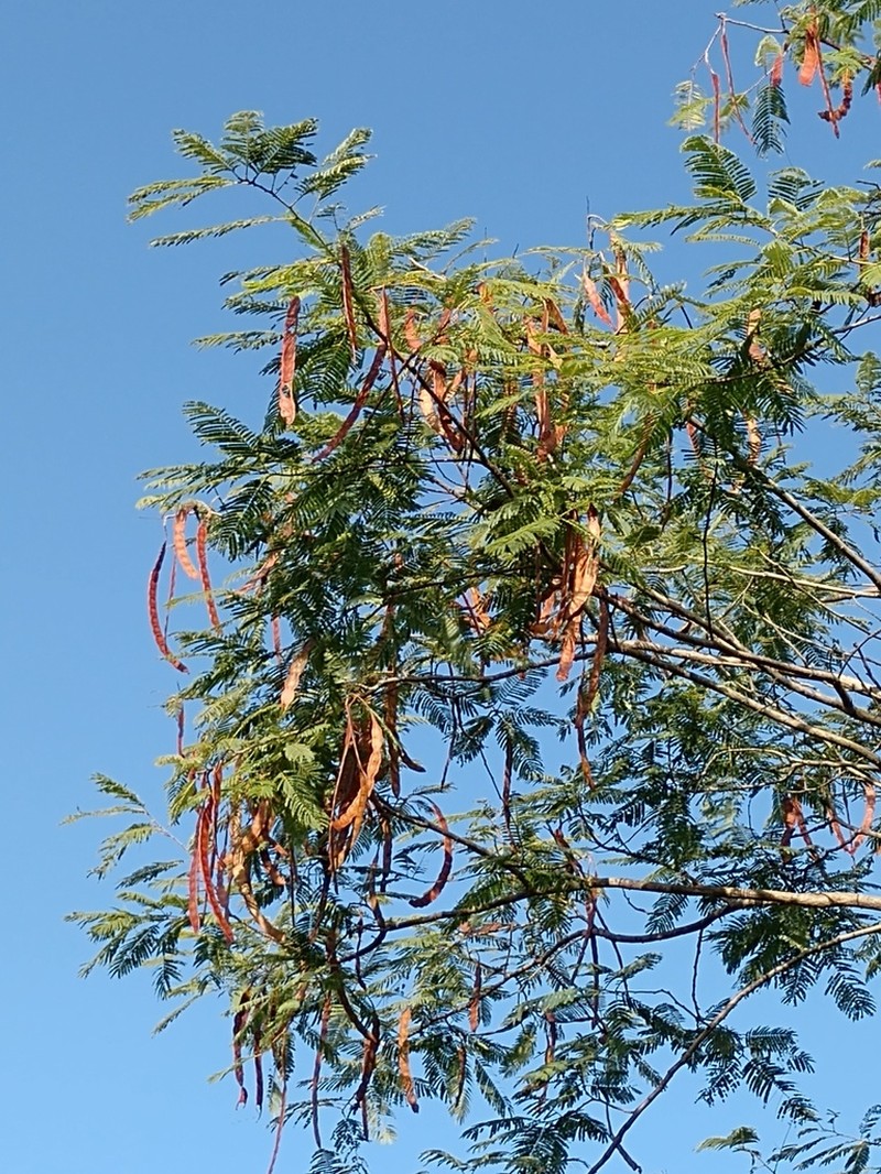 Anadenanthera macrocarpa