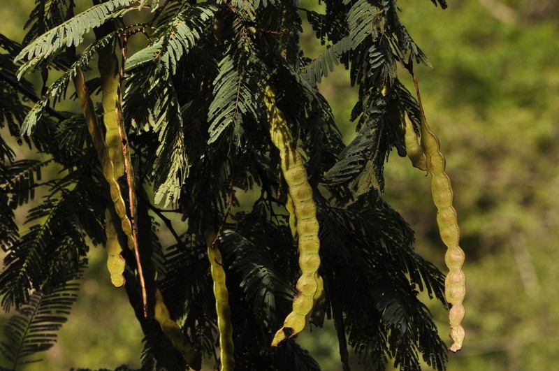 Anadenanthera macrocarpa photo 2