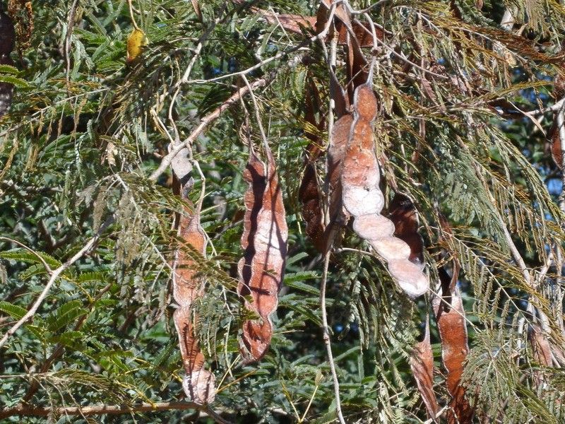 Anadenanthera macrocarpa photo 3