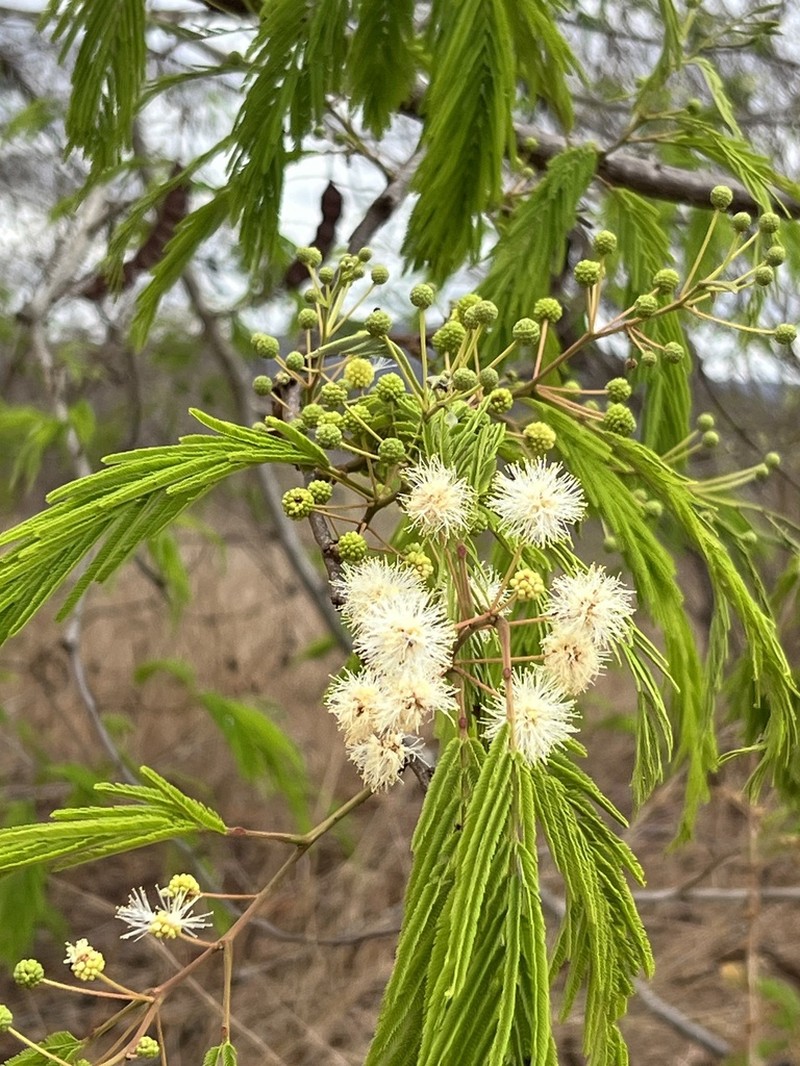 Anadenanthera macrocarpa photo 4