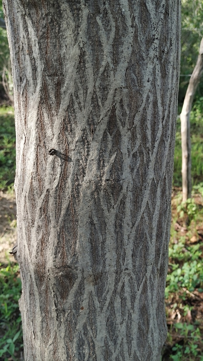 Anadenanthera macrocarpa photo 5