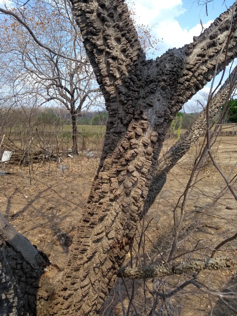 Anadenanthera macrocarpa photo 6