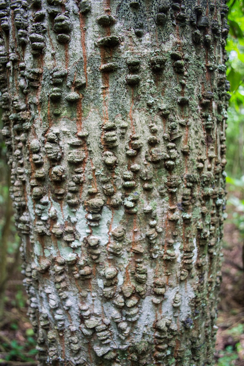 Anadenanthera macrocarpa photo 7