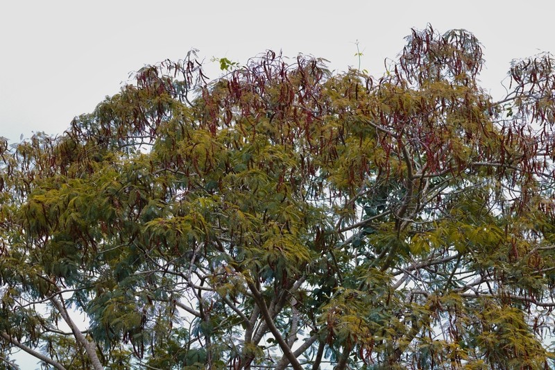 Anadenanthera macrocarpa photo 8