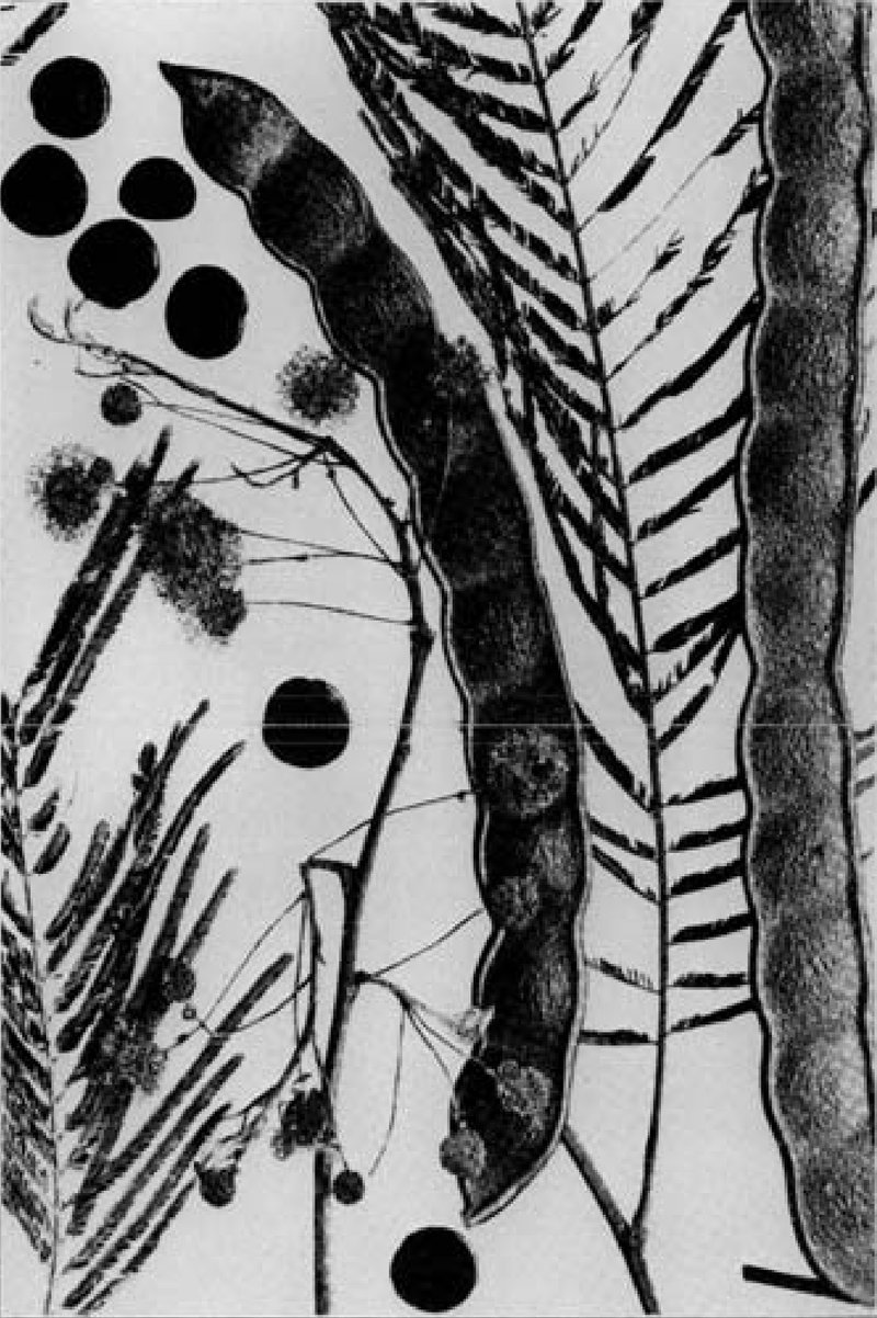 Cohoba Tree photo 2