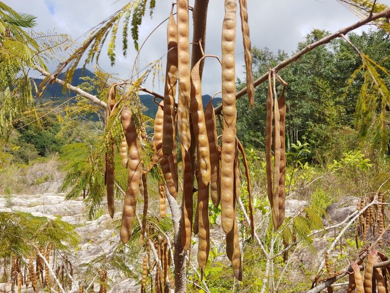 Cohoba Tree photo 3